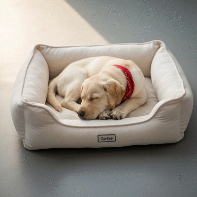 Assortment of dog grooming tools on a clean surface